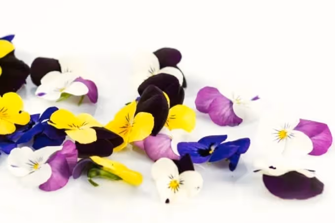 Eetbare viooltjes: van garnituur tot natuurlijke aspirine