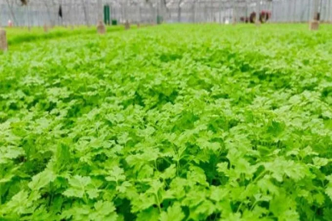 Kervel: van soep en sauzen tot salades