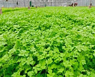 Kervel: van soep en sauzen tot salades
