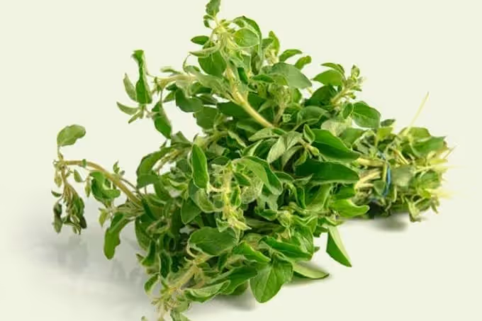 Oregano: een zoet en kruidig geschenk van Aphrodite