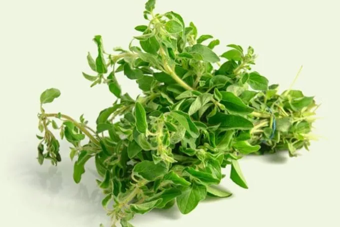 Oregano: een zoet en kruidig geschenk van Aphrodite