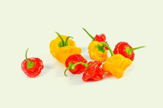 Scotchbonnet: het heetste uit de Caraïben