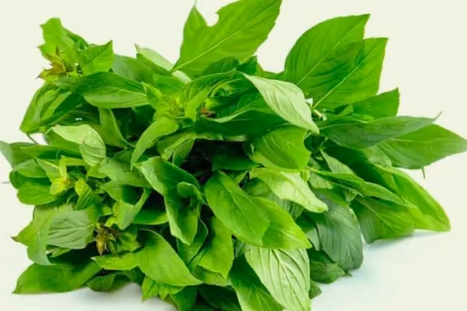 Thaise basilicum: van pittig kruid tot natuurlijk afrodisiacum