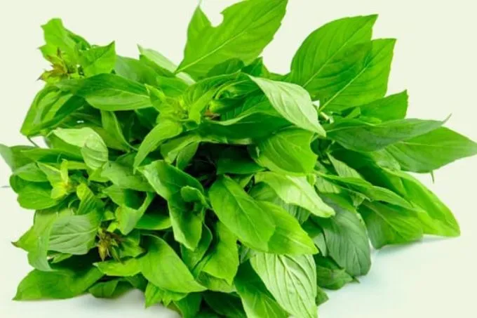 Thaise basilicum: van pittig kruid tot natuurlijk afrodisiacum