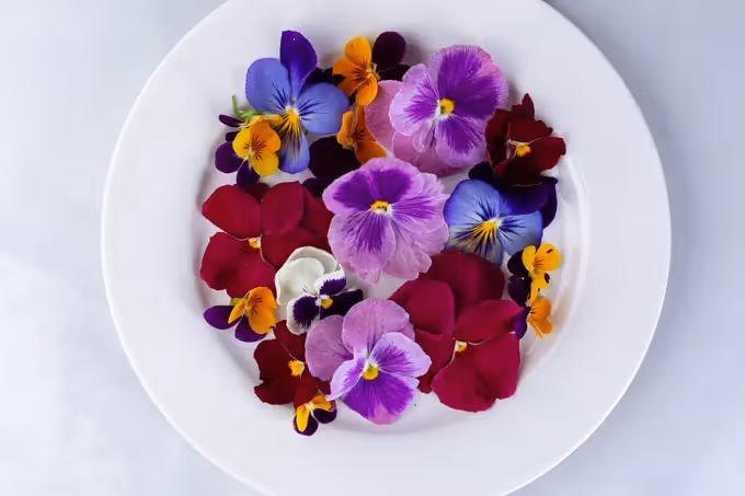 Waar kan ik in en rond Antwerpen eetbare bloemen kopen?