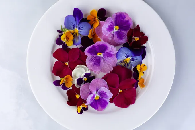 Waar kan ik in en rond Antwerpen eetbare bloemen kopen?
