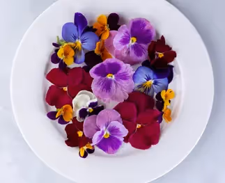 Waar kan ik in en rond Antwerpen eetbare bloemen kopen?