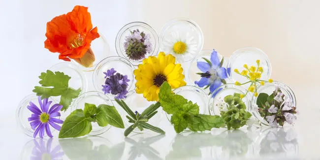 Waar koop je eetbare bloemen