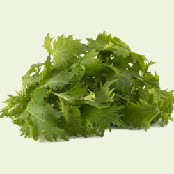 Mizuna groen