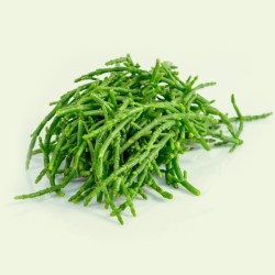 Salicornia