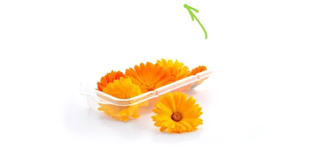 Goudsbloem