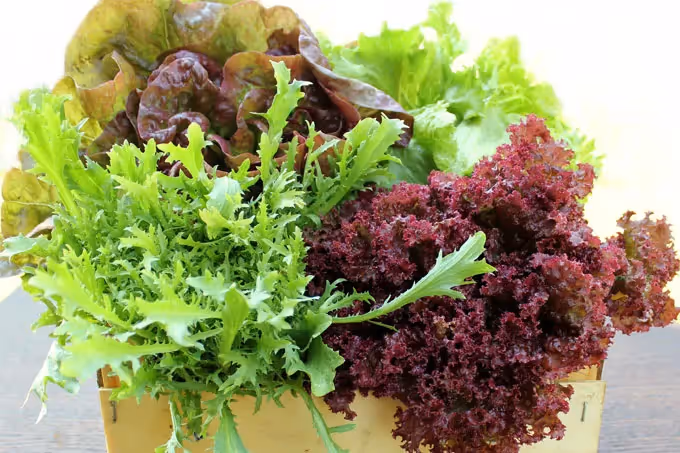 Welke soort salades kan ik in een groothandel kopen?