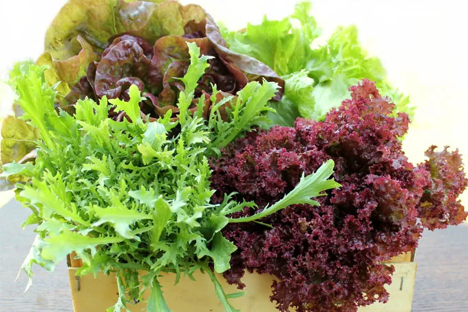 Welke soort salades kan ik in een groothandel kopen?