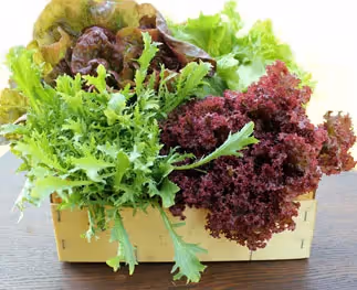 Welke soort salades kan ik in een groothandel kopen?