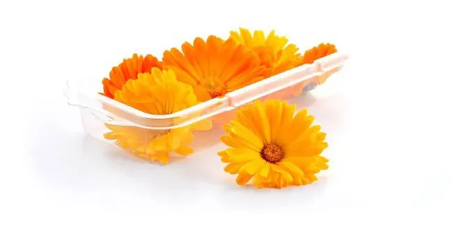 Goudsbloem