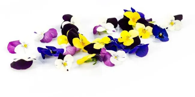 Viooltjes