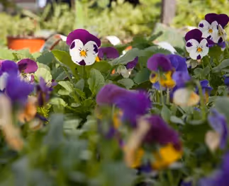 Welke soorten eetbare bloemen kan ik in een groothandel kopen?