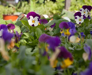 Welke soorten eetbare bloemen kan ik in een groothandel kopen?