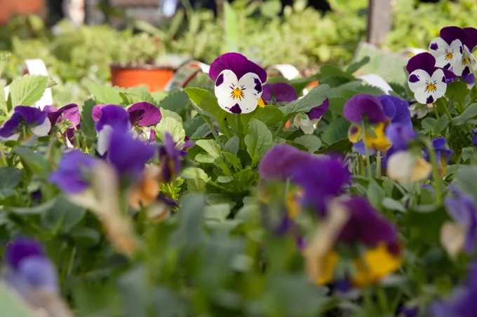 Welke soorten eetbare bloemen kan ik in een groothandel kopen?