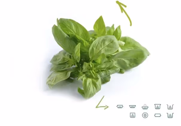 Basilic
