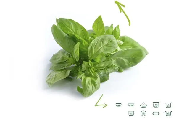 Basil