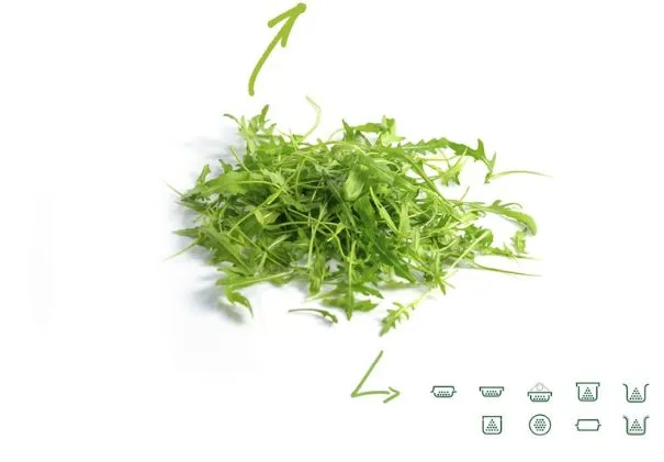 Roquette