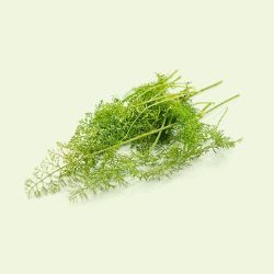 Bronze Fennel