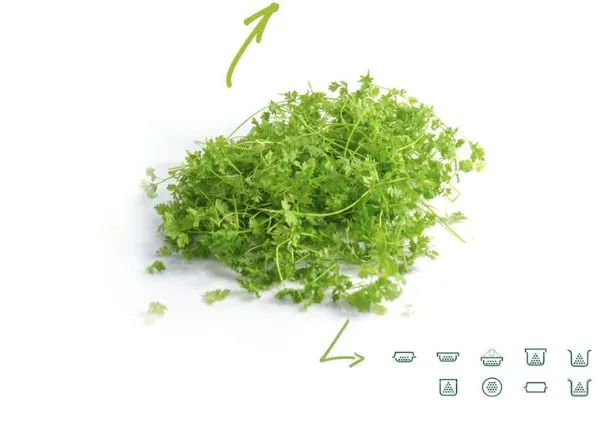 Chervil