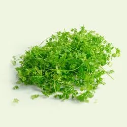 Chervil