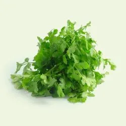 Coriander