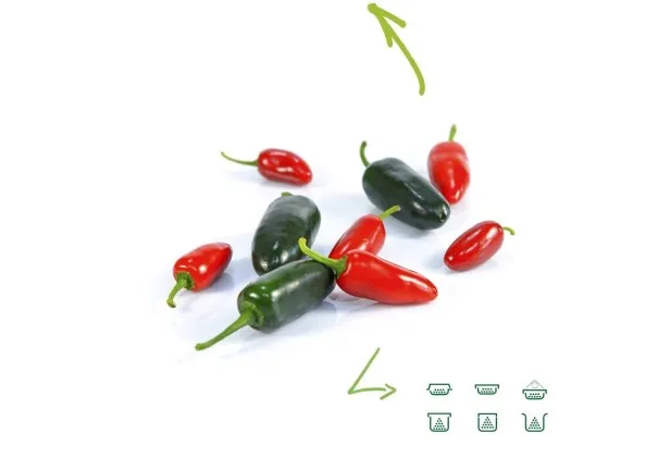 Piment jalapeño (Vert et Rouge)