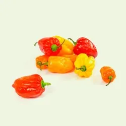 Habanero (Red and Yellow)
