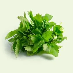 Lemon Balm