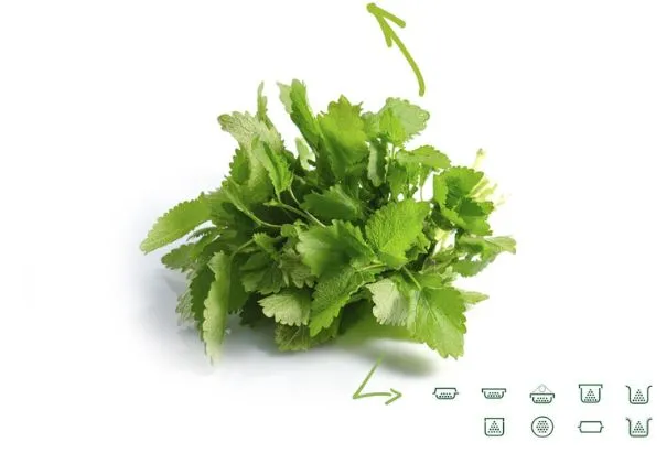 Lemon Balm