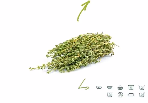 Lemon Thyme