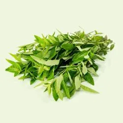 Lemon Verbena