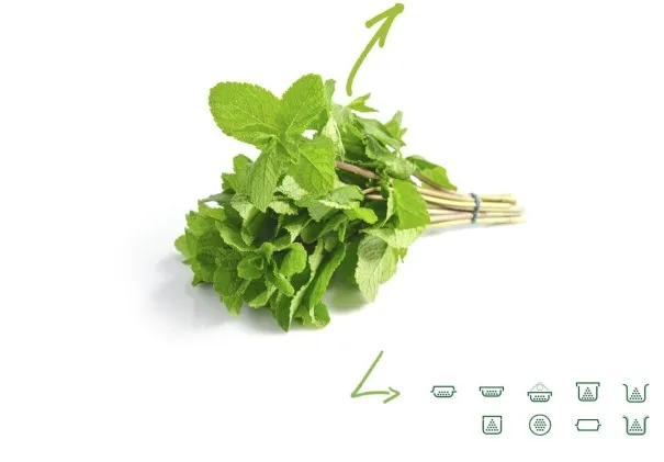 Menthe