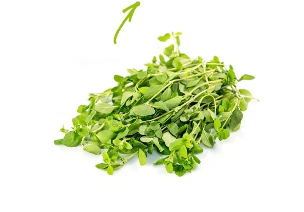 Marjoram