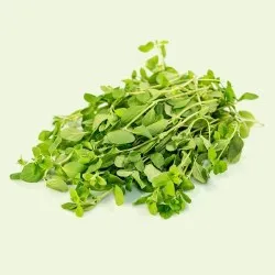 Marjoram