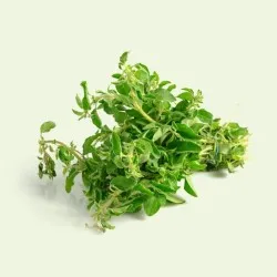 Oregano