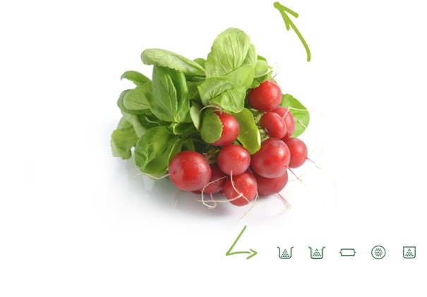 Radishes