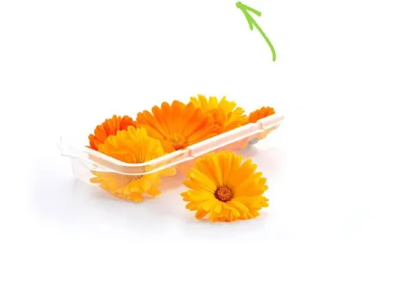 Pot Marigold