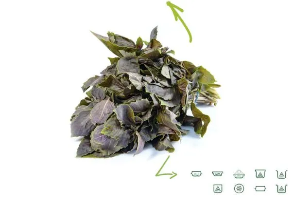 Red Basil