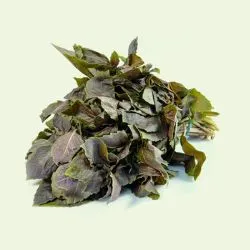 Red Basil