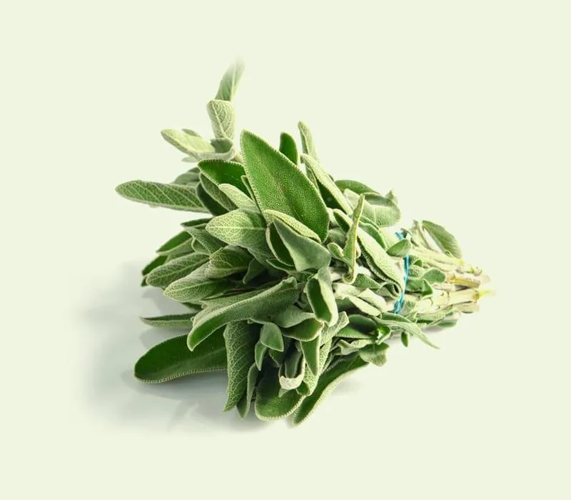 Sage