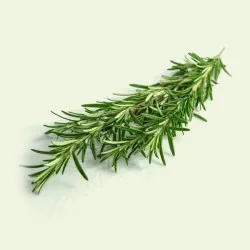 Rosemary