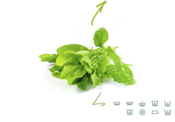 Sorrel