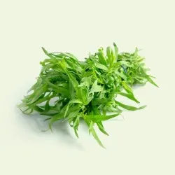 Tarragon