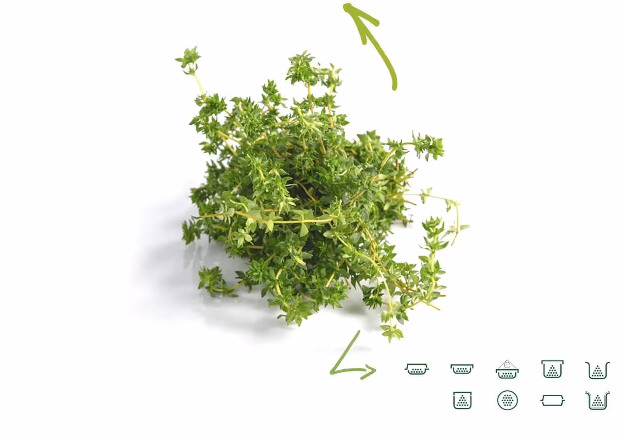 Thyme