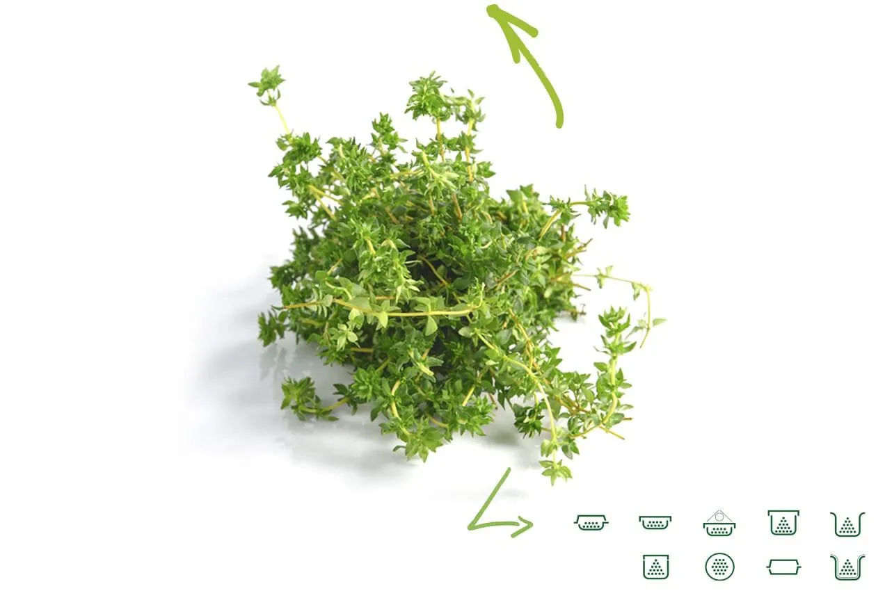 Thyme
